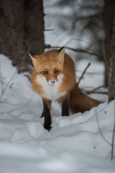 Renard Roux Dans Nature — Photo