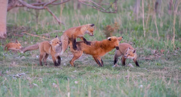 Χαριτωμένο Κόκκινες Αλεπούδες Μαζί Στο Γρασίδι Στην Άγρια Φύση — Φωτογραφία Αρχείου