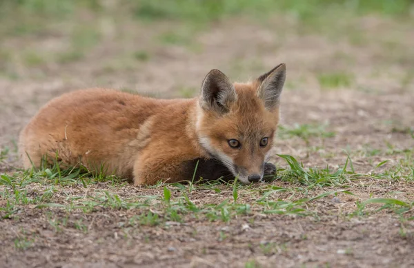 Nahaufnahme Von Niedlichen Rotfuchs Wilder Natur — Stockfoto