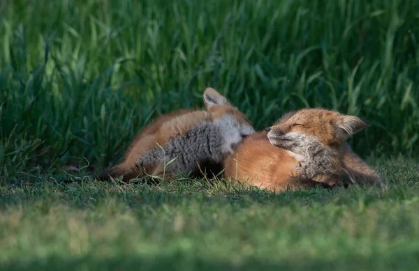 Niedliche Rotfüchse Gemeinsam Park Gefangen — Stockfoto