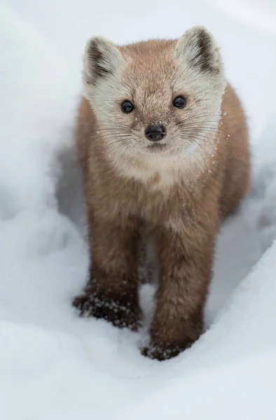 Ontario Çölündeki Marten — Stok fotoğraf