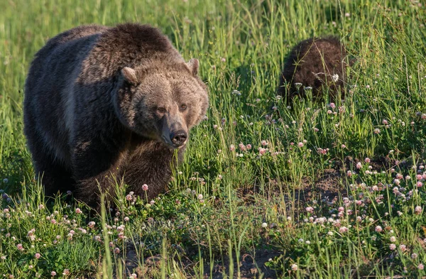 Urso Pardo Natureza — Fotografia de Stock