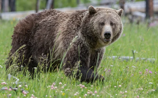 Orso Grizzly Natura — Foto Stock