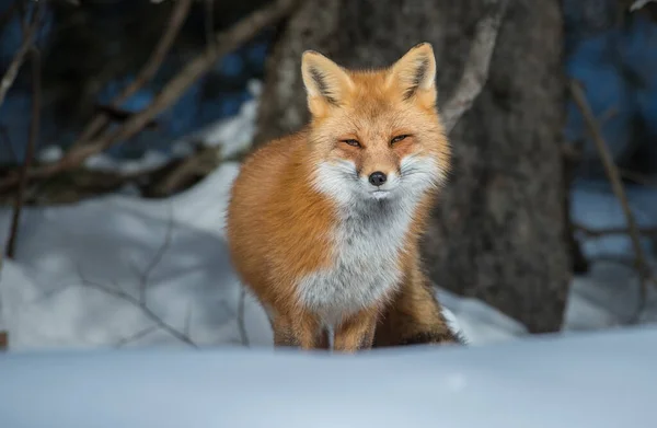 Rotfuchs Freier Wildbahn — Stockfoto