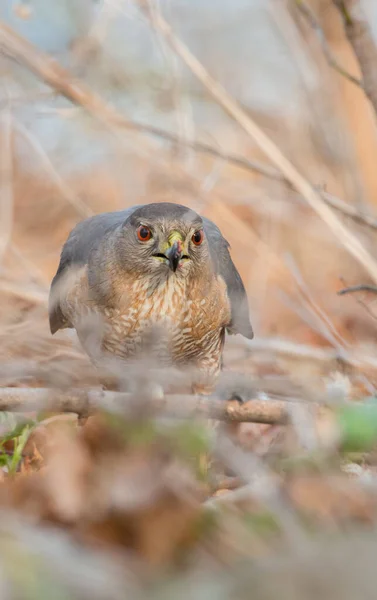 Scenic View Sharp Shinned Hawk Wild Nature — Stock Photo, Image