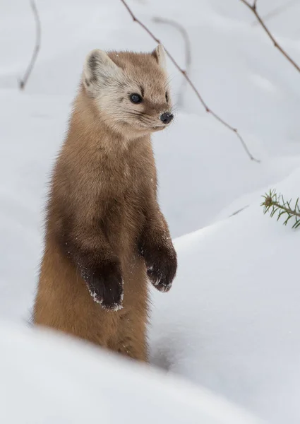 Pine Marten Walking Snow Banff National Park Alberta Canada — Stock Photo, Image