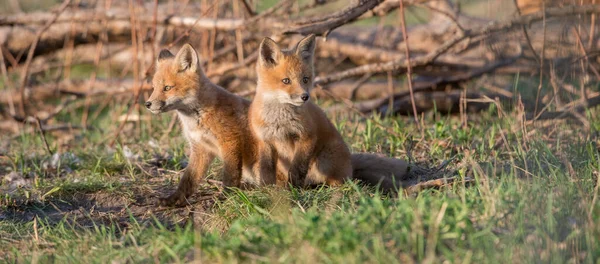 Aranyos Piros Rókák Együtt Elfogták Parkban — Stock Fotó