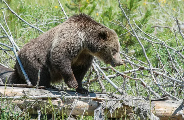 Медведь Гризли Дикой Природе — стоковое фото