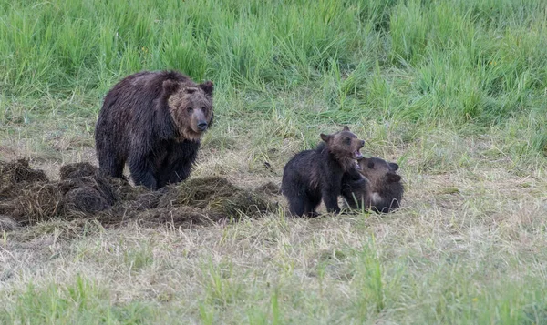 Medvěd Grizzly Divočině — Stock fotografie