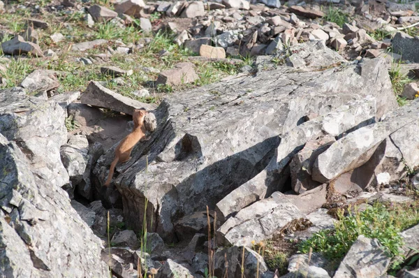 Опасная Щука Кананаскисе Альберта Канада — стоковое фото