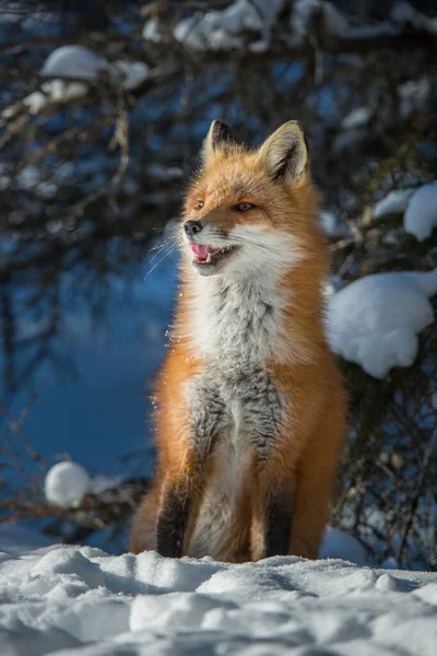 Red Fox Wild — Stock Photo, Image