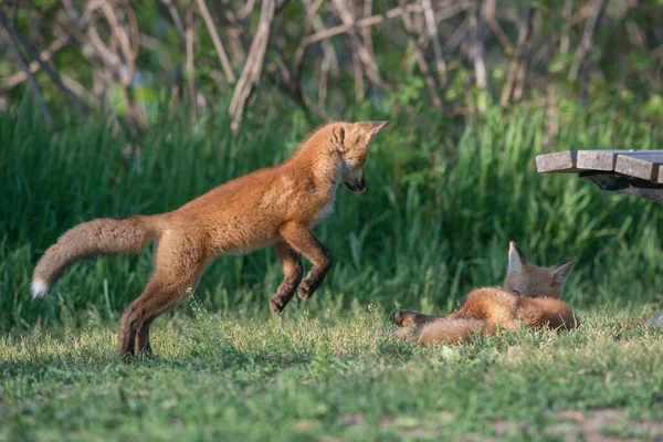 Parkta Yakalanan Sevimli Kızıl Tilkiler — Stok fotoğraf