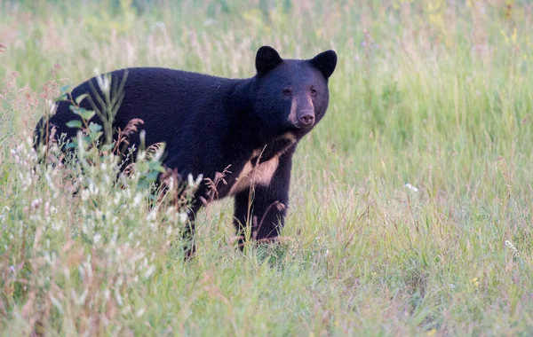 Ours Noir Dans Les Régions Rurales Manitoba — Photo