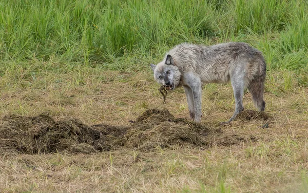 Серый Волк Дикой Природе — стоковое фото