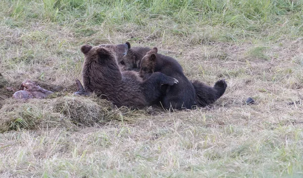 Beruang Grizzly Alam Liar — Stok Foto