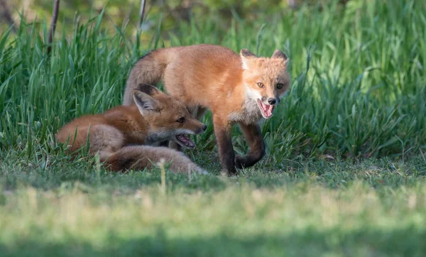 귀여운 여우들이 공원에 — 스톡 사진
