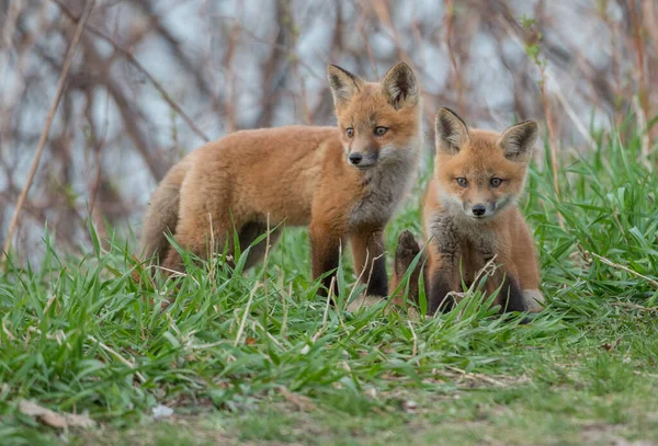 Schattige Rode Vossen Samen Gevangen Park — Stockfoto