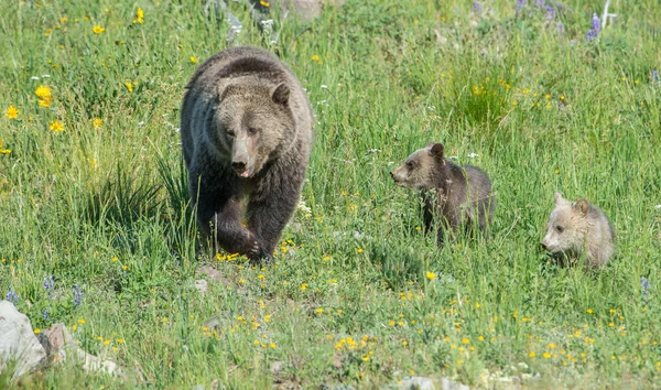 Grizzli Dans Nature — Photo