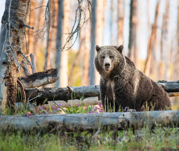 Niedźwiedź Grizzly Dziczy — Zdjęcie stockowe