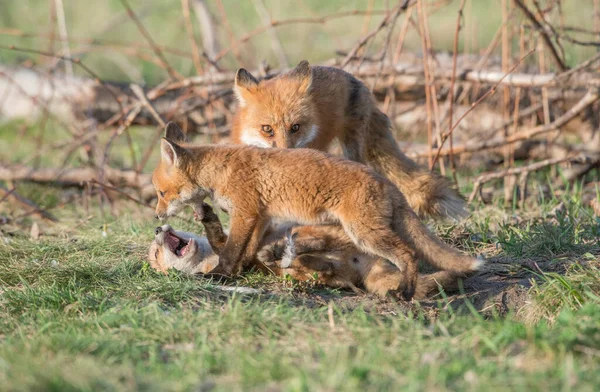 Mignon Renards Rouges Ensemble Nature — Photo