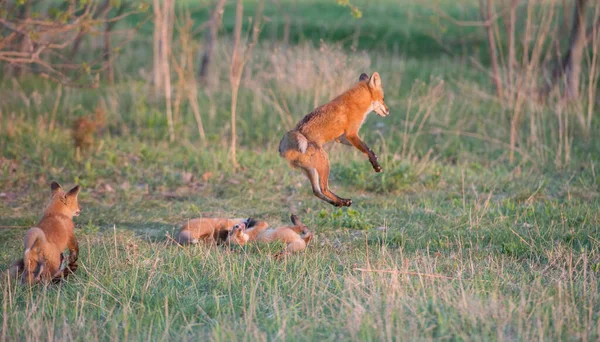 自然の中で一緒にかわいい赤狐 — ストック写真
