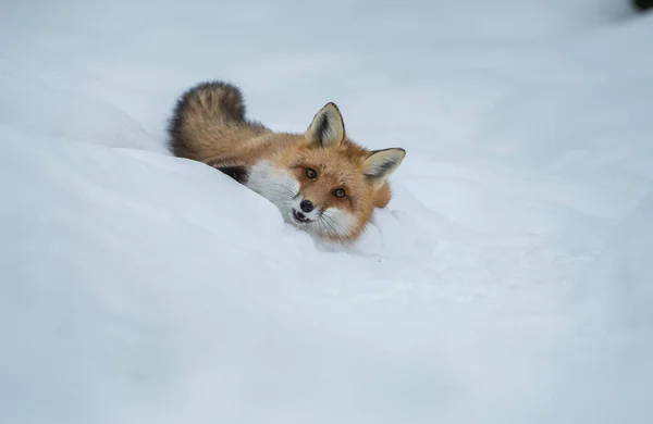 Volpe Rossa Natura — Foto Stock