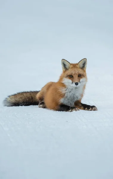 Red Fox Wild — Stock Photo, Image