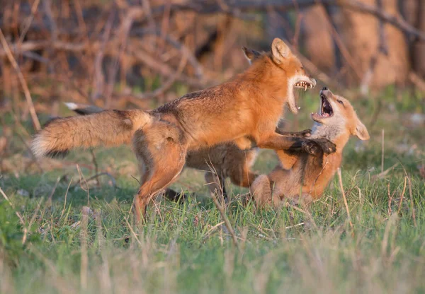 Carino Volpi Rosse Insieme Catturati Parco — Foto Stock