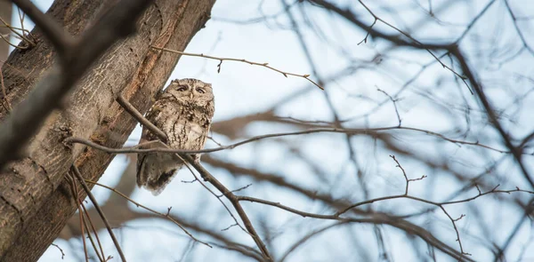 Östliche Kreischeule Ontario — Stockfoto