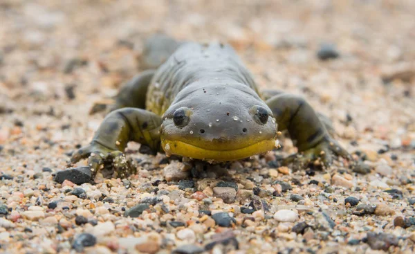 Salamandra Deserto Manitoba — Fotografia de Stock