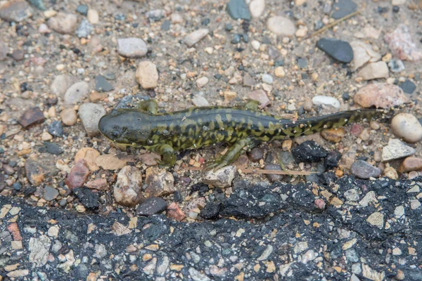 野生のタイガー サラマンダー — ストック写真