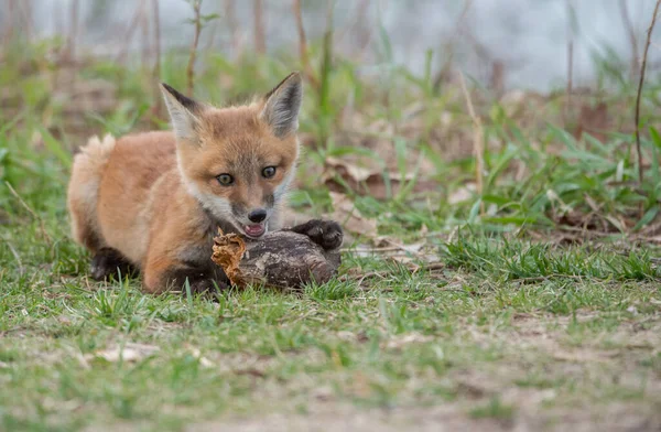 大自然の中で可愛い赤い狐を間近で見ることができ — ストック写真