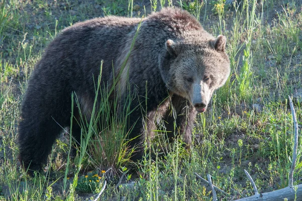 Grizzly Bears Wild — Stock Photo, Image