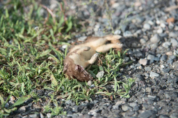 野生で死んだイタチ — ストック写真