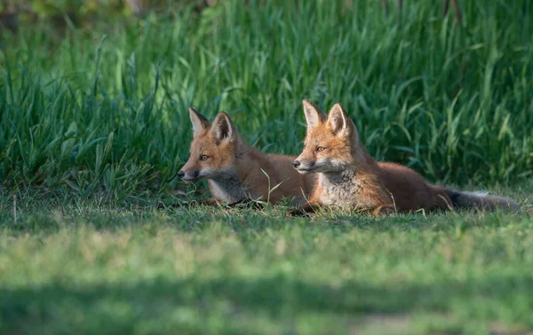 Schattige Rode Vossen Samen Gevangen Park — Stockfoto