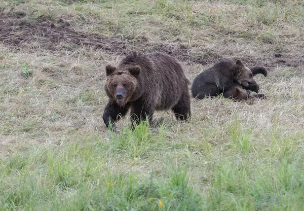 Grizzly Beer Het Wild — Stockfoto