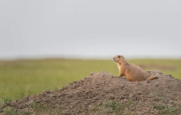 Primer Plano Perro Pradera Estado Salvaje — Foto de Stock