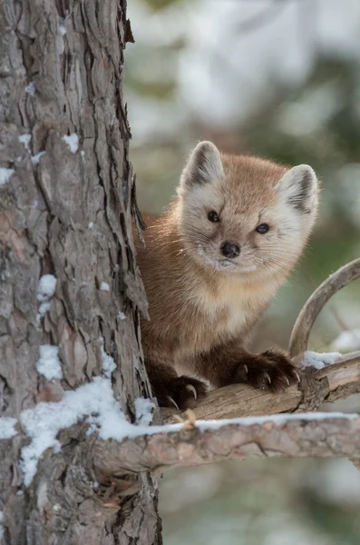 Pine Marten Sentado Árvore Banff National Park Alberta Canadá — Fotografia de Stock