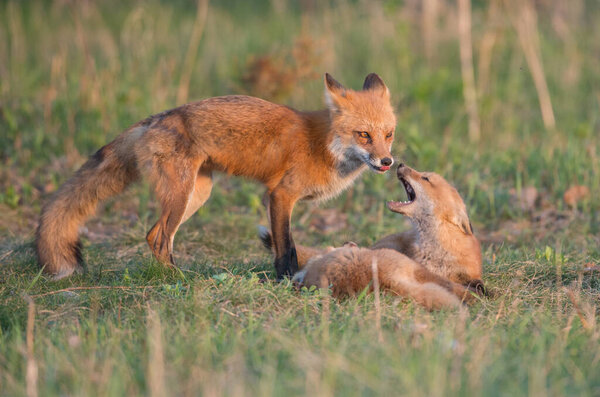 cute red foxes together on grass at wild nature