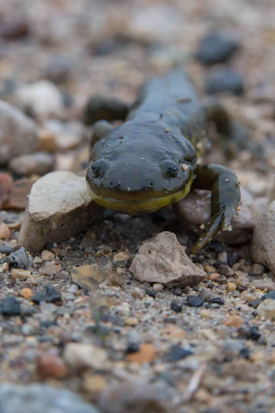 Salamandra Tigre Natureza — Fotografia de Stock