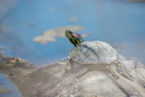 Tortue Peinte Centre Ville Toronto — Photo