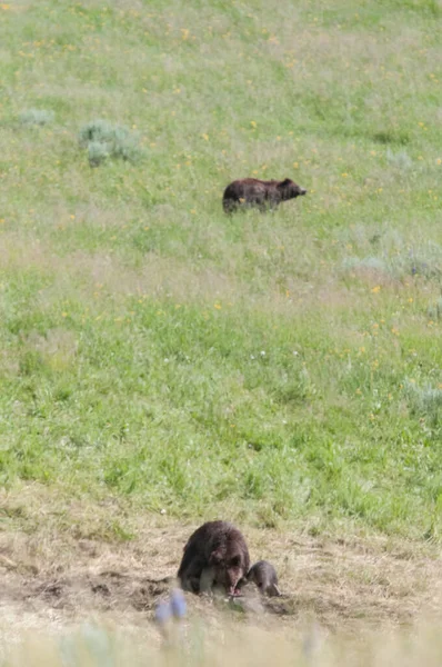 Vahşi doğada boz ayı ailesi