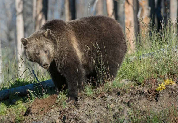 Medvědi Grizzly Divočině — Stock fotografie