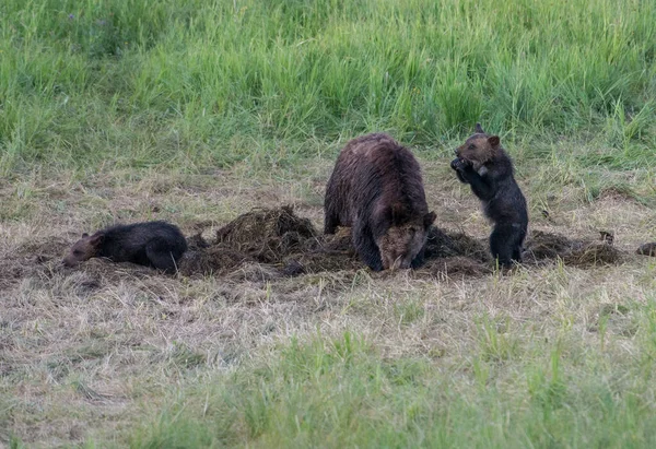 Медведь Гризли Дикой Природе — стоковое фото