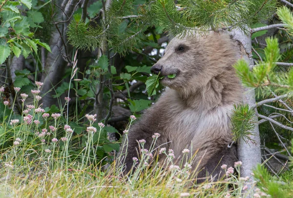Grizzli Dans Nature — Photo