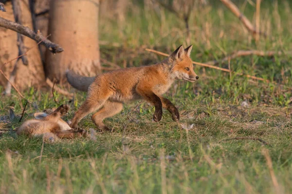 Schattige Rode Vossen Samen Gevangen Park — Stockfoto