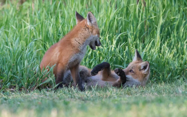 Carino Volpi Rosse Insieme Catturati Parco — Foto Stock