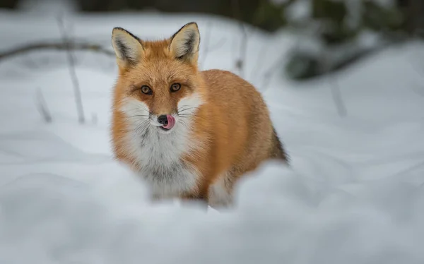 Rotfuchs Freier Wildbahn — Stockfoto