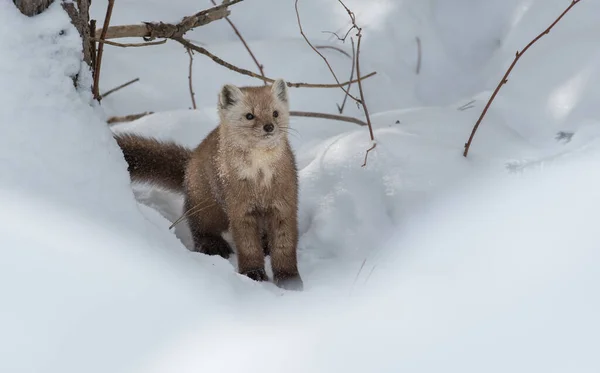 Pine Mård Promenader Snö Banff National Park Alberta Kanada — Stockfoto