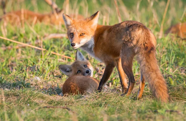 Niedliche Rotfüchse Gemeinsam Park Gefangen — Stockfoto